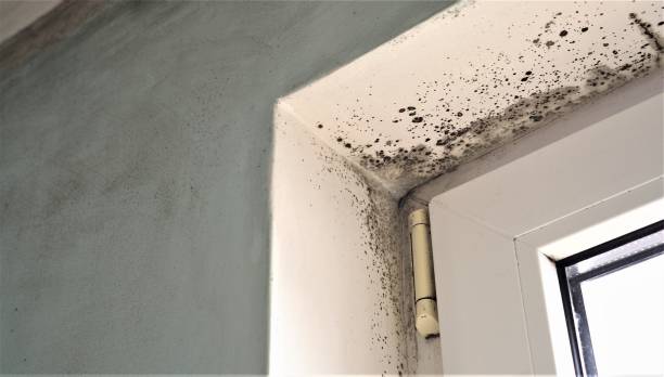 Reliable Hawkinsville, GA Mold Removal Solutions
