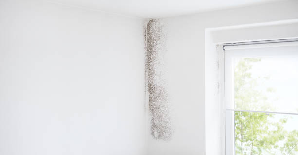 Best Mold Damage Restoration  in Hawkinsville, GA