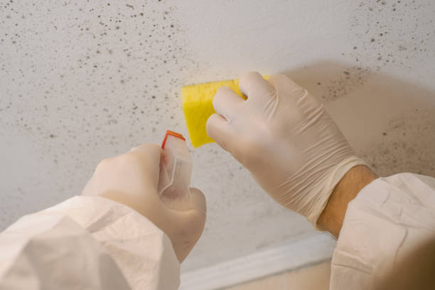 Best Forensic Mold Investigation  in Hawkinsville, GA