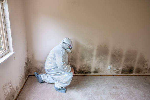 Best Mold Remediation for Vacation Homes  in Hawkinsville, GA